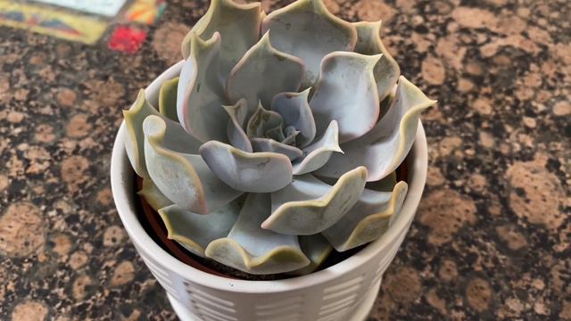 Echeveria Lilacina Succulent Type смотреть онлайн