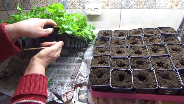Перевалка петунии в стаканчики. Начинаю применять Осмокот - удобрение пролонгированного действия. смотреть онлайн