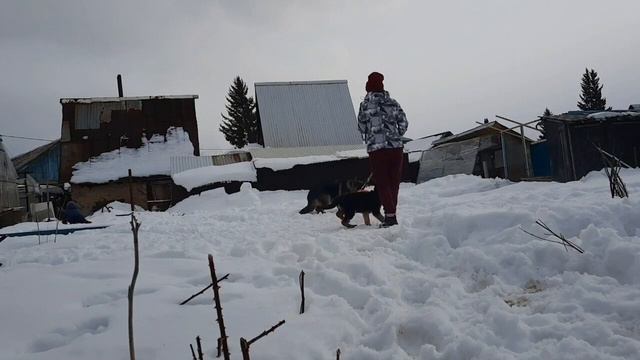 немецкие овчарки пробуют первый раз играть с кольцом на верёвке. смотреть онлайн