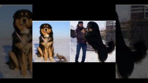 Описание породы монгольская овчарка