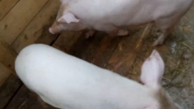 Мини свинарник с выгулом смотреть онлайн