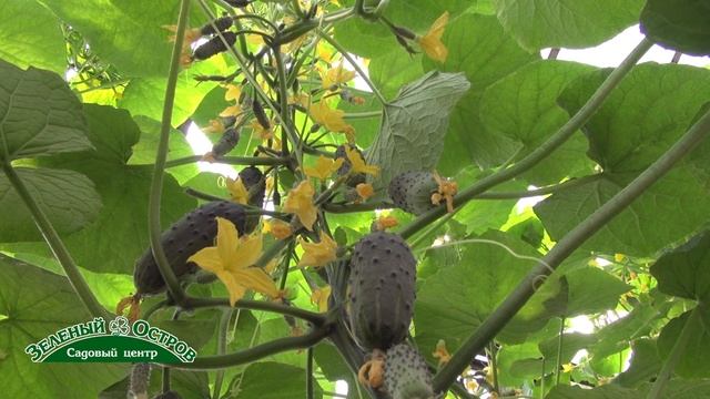 Огурец Балконный сорт Колибри уникальный огурец нового сортотипа смотреть онлайн