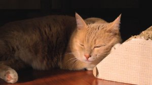 Красивое 4К Видео с котиком