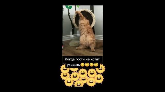 Котики #25 Милые домашние котики #приколы  #кошки #коты #коты озвучка #подборка #смешные  коты