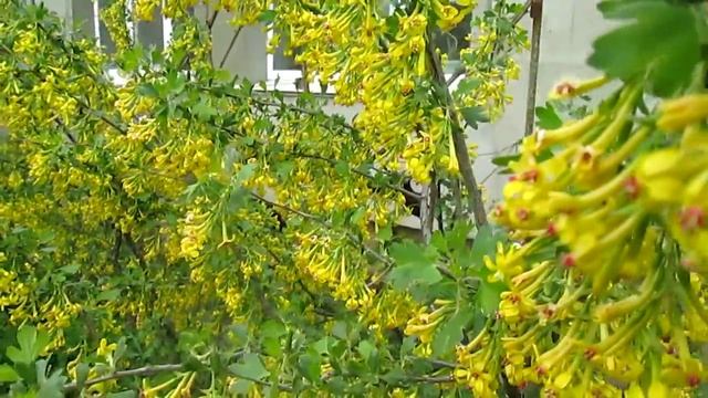 Крым Цветение смородины 2017 04 20 смотреть онлайн