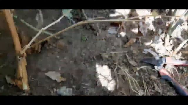 ✅Обрезка малины на осень смотреть онлайн