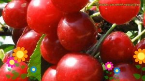 Вишня Факел. Краткий обзор, описание характеристик, где купить саженцы prunus cerasus Fakel