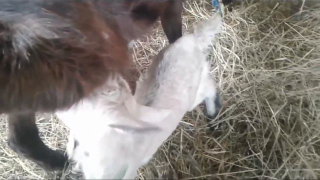 Кормление козлят: кашка для малыша и т.д. How to feed the kids смотреть онлайн