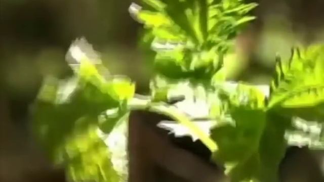 Крапива - лечебные свойства смотреть онлайн