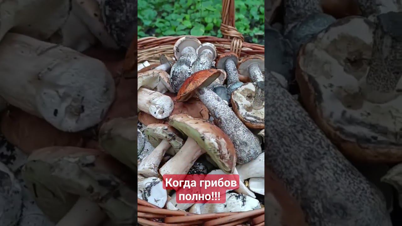 Когда грибов полно, невозможно остановится!#грибы #тихаяохота #грибыподмосковья #грибы2023