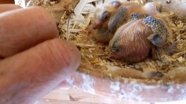 Обзор маленьких голубят. 29.05.2021 смотреть онлайн