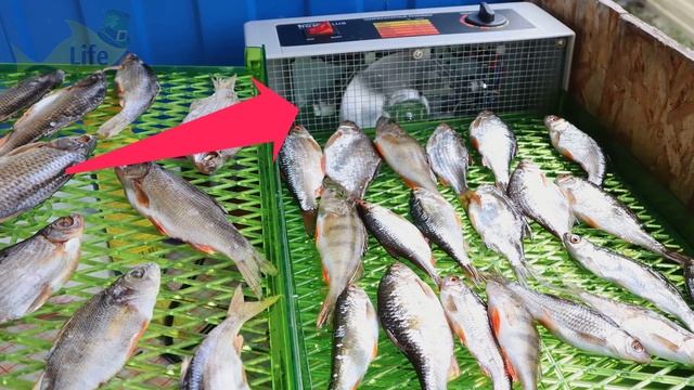 Теперь сушу рыбу только так! Ни одной рыбки не затухнет сохнет быстро на вид красивая и вкусная! смотреть онлайн