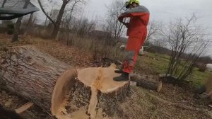 Спил большого тополь. Частями с завеской, остальное направленно с оттяжкой.