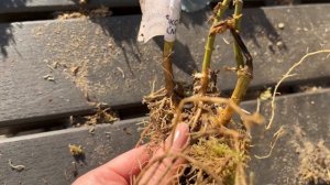 Распаковка сортовых флоксов с сайта «Сад Флоксов»
