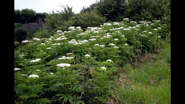 YEZGO o SAÙCO MENOR (Sambucus ebulus) PLANTAS MEDICINALES смотреть онлайн