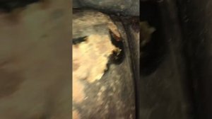 2 года после  Антикора Меркасол На арках