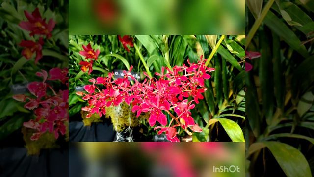 Tamiami International Orchid Festival 2020, Miami, Florida смотреть онлайн