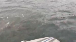 Косатки играют с рыбаками