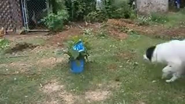 The new Blue Nikko Hydrangea Bush смотреть онлайн