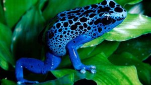 К ЧЕМУ СНИТСЯ ЛЯГУШКА - ВИДЕТЬ ЛЯГУШЕК ВО СНЕ - Толкование Снов - СОННИК