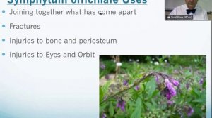 Symphytum officinale: Homeopathic Medicine -Tips For Beginners