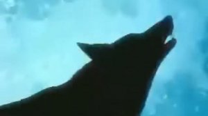 Wolfs Rain Amv (Fall into you-David Hodges ft Amy lee)