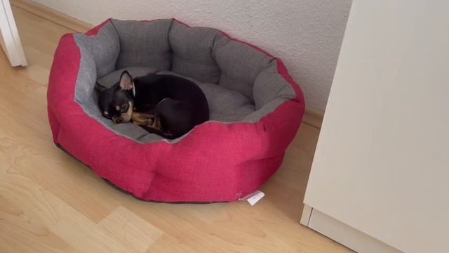 привет от мини Мишель из Германии выпускник питомника чихуахуа Кастропуло Крым ❤️ смотреть онлайн