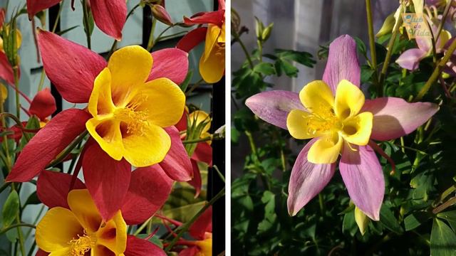 10 FLORES MULTICOLORES que vas a QUERER TENER смотреть онлайн