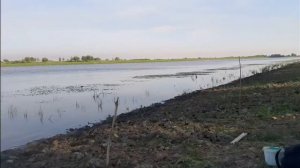 рыбалка на сазана на  реке Кигач. село Кудряшово.