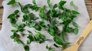 Заготовка мяты на зиму