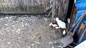 Один убежал цыпленок!