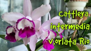 Cattleya intermedia v.orlata 'Rio очередное домашнее цветение.