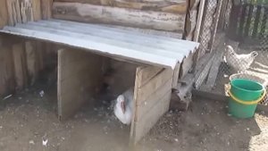 Содержание гусей/ Гуси в деревне