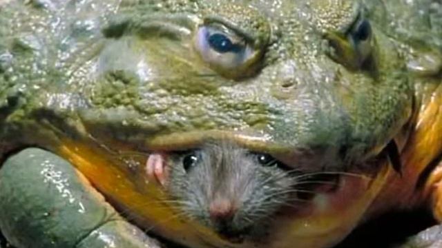 Реальность или фото шоп? смотреть онлайн