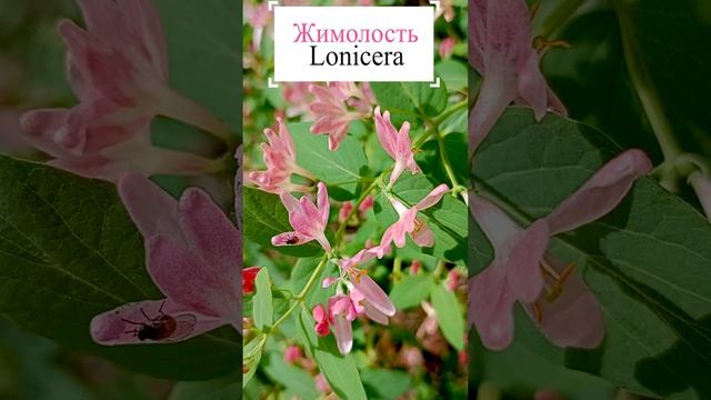 Жимолость в цвете (лат. Lonícera).💐