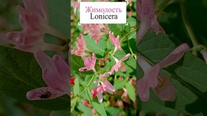 Жимолость в цвете (лат. Lonícera).💐