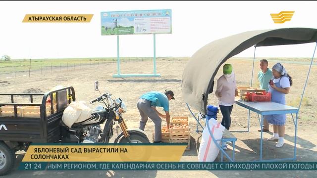 В Атырауской области на солончаках вырастили яблоневый сад