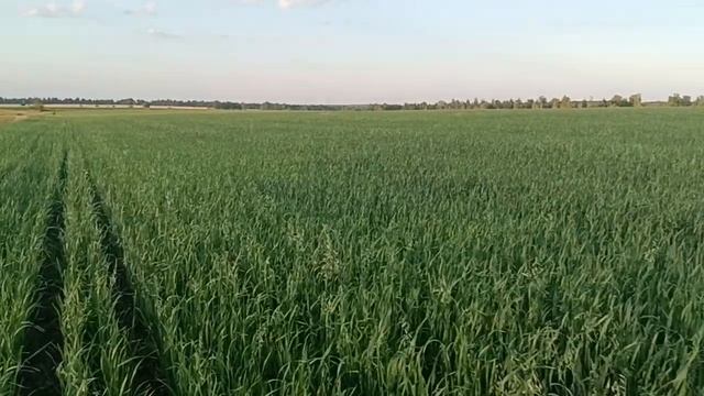 Второй укос овса поспел! смотреть онлайн