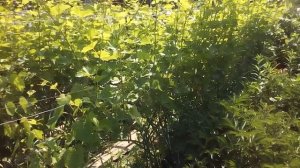 ВИНОГРАД АРКАДИЯ , ЦВЕТЕНИЕ , ВСЁ УСПЕЛ ВО ВРЕМЯ!?