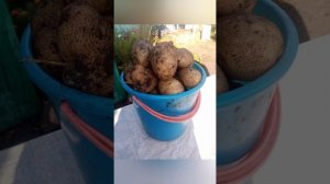 Урожай картофеля/Название сорта