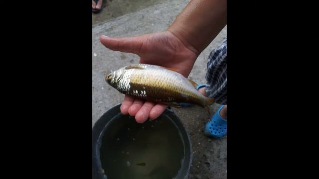 Отдых прямо в Затоке прямо у воды в Гостевом доме "Жемчужина" смотреть онлайн