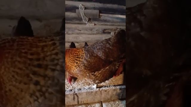 Лучшая порода кур- Билефельдер Криль. смотреть онлайн