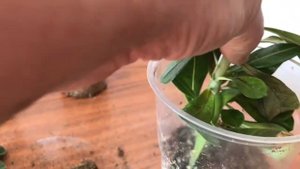 Укоренение черенков Адениума. Через 9 дней после посадки.