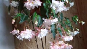 Бегония Шардоне, беллеконии , солении.........