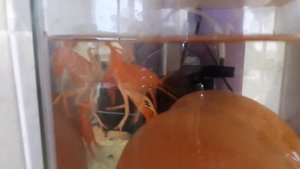 Домашний рак. Рак в аквариуме. Креветка  как питомец. РАК.