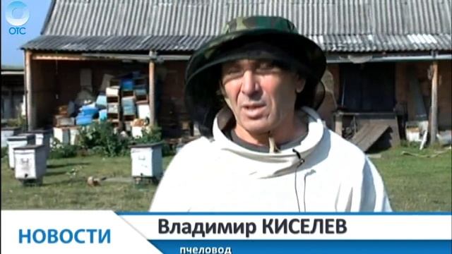В Болотнинском районе готовят пчел к зимовке. Какие условия необходимы крылатым насекомым? смотреть онлайн