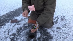 Первая поклёвка на ставку в сезоне.