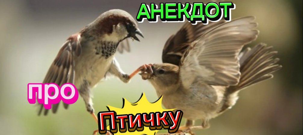 Анекдот про Птичку???