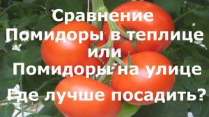 Где лучше посадить помидоры? Сравнение помидоров на улице и в теплице.