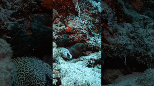 Checkout these fellas resting on their fortress #ocean #underwater #travel  #explore #adventure